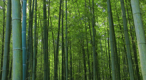 北緯25的竹林奇跡：用168小時(shí)鎖住1825天的自然饋贈(zèng)