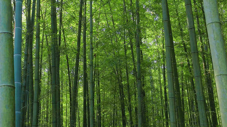 官網(wǎng)1.jpg